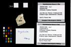 Foto (Objekt + Etikett) von Longodromites sp.  (NHMW-GEO-1990-0041-2690)